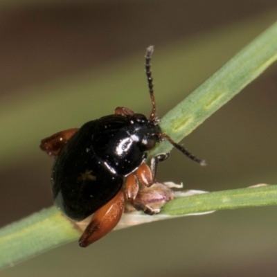 Arsipoda holomelaena (Red-legged flea beetle) at Croke Place Grassland (CPG) - 1 Dec 2023 by kasiaaus