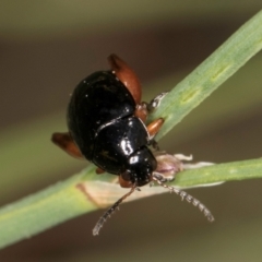 Arsipoda holomelaena at Croke Place Grassland (CPG) - 1 Dec 2023 12:13 PM