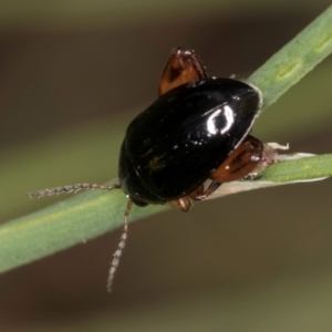 Arsipoda holomelaena at Croke Place Grassland (CPG) - 1 Dec 2023 12:13 PM