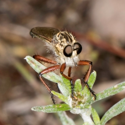 Unidentified Robber fly (Asilidae) at McKellar, ACT - 1 Dec 2023 by kasiaaus