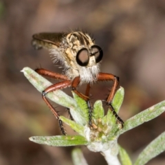 Zosteria sp. (genus) at McKellar, ACT - 1 Dec 2023