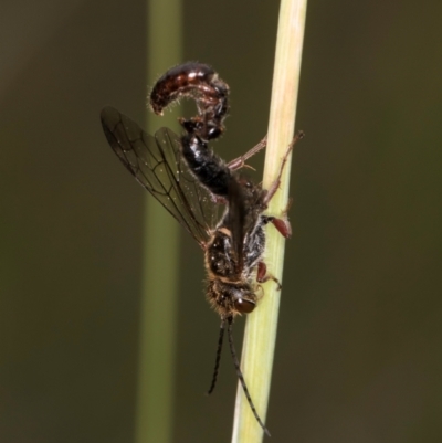 Eirone sp. (genus) (A flower wasp) at McKellar, ACT - 1 Dec 2023 by kasiaaus