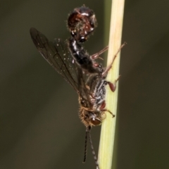 Eirone sp. (genus) at McKellar, ACT - 1 Dec 2023