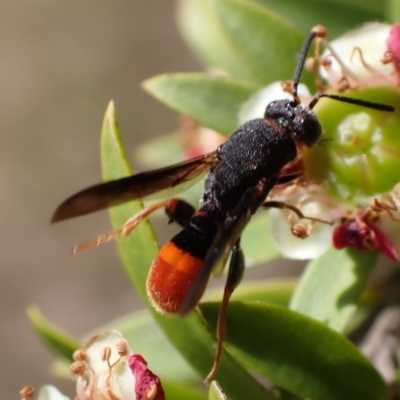 Leucospis sp. (genus) (Leucospid wasp) at Murrumbateman, NSW - 1 Dec 2023 by SimoneC