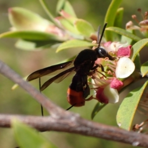 Leucospis sp. (genus) at Murrumbateman, NSW - 1 Dec 2023