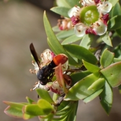 Leucospis sp. (genus) at Murrumbateman, NSW - 1 Dec 2023