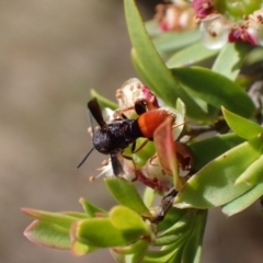 Leucospis sp. (genus) at Murrumbateman, NSW - 1 Dec 2023