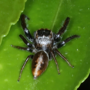 Opisthoncus nigrofemoratus at Ainslie, ACT - 14 Nov 2023