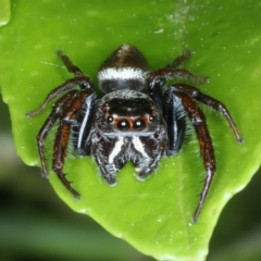 Opisthoncus nigrofemoratus at Ainslie, ACT - 14 Nov 2023