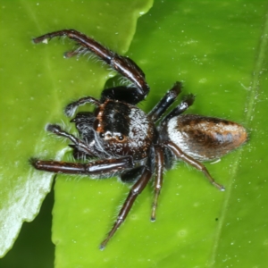 Opisthoncus nigrofemoratus at Ainslie, ACT - 14 Nov 2023