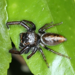 Opisthoncus nigrofemoratus at Ainslie, ACT - 14 Nov 2023 07:34 AM