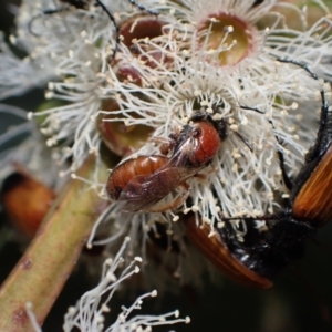 Euryglossa sp. (genus) at Murrumbateman, NSW - 1 Dec 2023