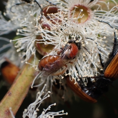 Euryglossa sp. (genus) (A native bee) at Murrumbateman, NSW - 1 Dec 2023 by SimoneC
