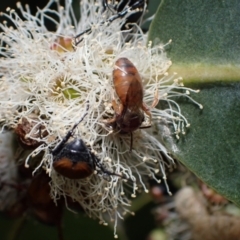 Euryglossa sp. (genus) at Murrumbateman, NSW - 1 Dec 2023
