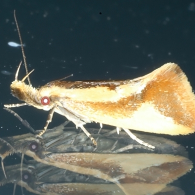 Thema psammoxantha (A concealer moth) at Ainslie, ACT - 15 Nov 2023 by jb2602