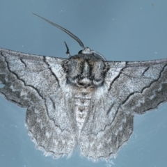 Hypobapta tachyhalotaria (Varied Grey) at Ainslie, ACT - 15 Nov 2023 by jb2602