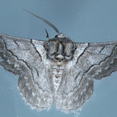 Hypobapta tachyhalotaria (Varied Grey) at Ainslie, ACT - 15 Nov 2023 by jb2602