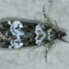 Eudonia protorthra (A Scopariine moth) at Ainslie, ACT - 15 Nov 2023 by jb2602