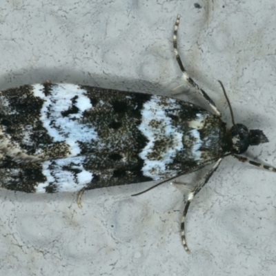 Eudonia protorthra (A Scopariine moth) at Ainslie, ACT - 15 Nov 2023 by jb2602
