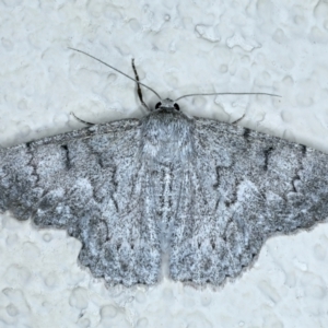 Crypsiphona ocultaria at Ainslie, ACT - 15 Nov 2023 10:30 PM