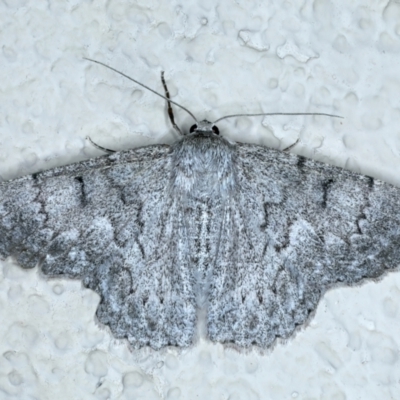 Crypsiphona ocultaria (Red-lined Looper Moth) at Ainslie, ACT - 15 Nov 2023 by jb2602