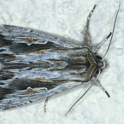 Persectania ewingii (Southern Armyworm) at Ainslie, ACT - 15 Nov 2023 by jb2602