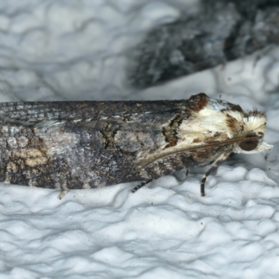 Cryptoptila immersana (A Tortricid moth) at Ainslie, ACT - 15 Nov 2023 by jb2602