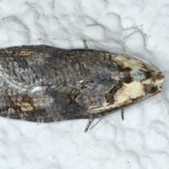 Cryptoptila immersana at Ainslie, ACT - 15 Nov 2023