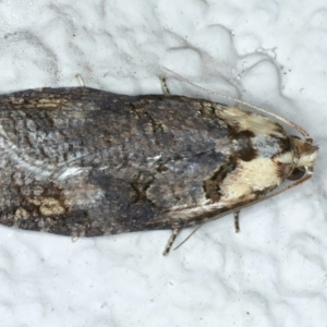 Cryptoptila immersana at Ainslie, ACT - 15 Nov 2023