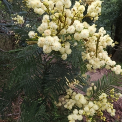 Acacia mearnsii (Black Wattle) at Bowral - 1 Dec 2023 by Steve818