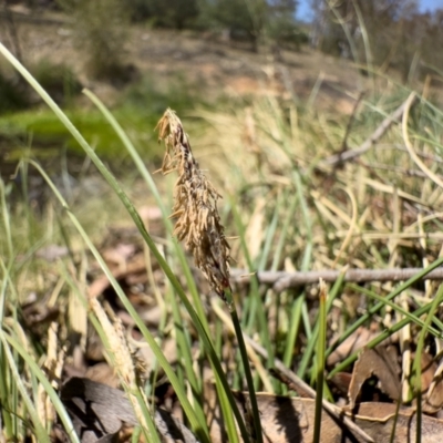 Carex bichenoviana (A Sedge ) at Michelago, NSW - 17 Nov 2023 by Illilanga