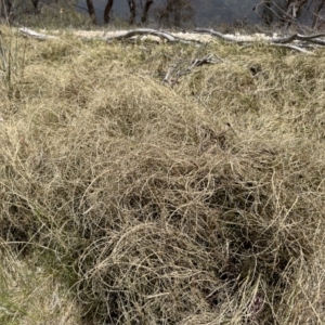 Carex bichenoviana at Illilanga & Baroona - 17 Nov 2023