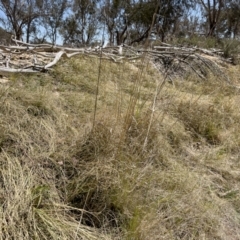 Carex bichenoviana at Illilanga & Baroona - 17 Nov 2023