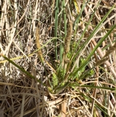 Carex bichenoviana at Illilanga & Baroona - 17 Nov 2023