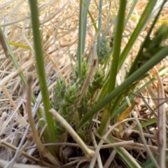 Carex bichenoviana at Illilanga & Baroona - 17 Nov 2023