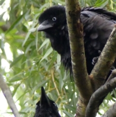Corvus coronoides (Australian Raven) at Braemar, NSW - 1 Dec 2023 by Curiosity