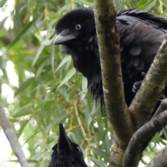 Corvus coronoides (Australian Raven) at Wingecarribee Local Government Area - 2 Dec 2023 by Curiosity