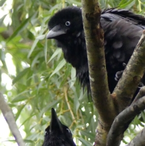 Corvus coronoides at Wingecarribee Local Government Area - 2 Dec 2023