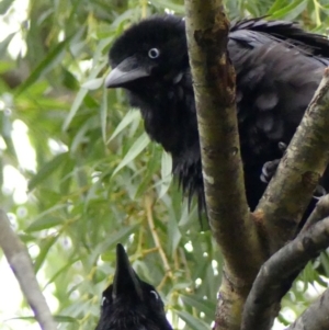 Corvus coronoides (Australian Raven) at Wingecarribee Local Government Area by Curiosity