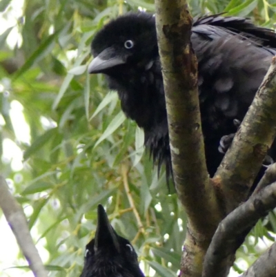 Corvus coronoides (Australian Raven) at Wingecarribee Local Government Area - 1 Dec 2023 by Curiosity