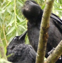 Corvus coronoides at Wingecarribee Local Government Area - 2 Dec 2023 06:30 AM