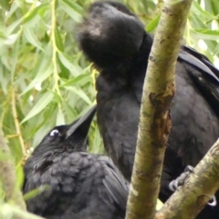 Corvus coronoides at Wingecarribee Local Government Area - 2 Dec 2023