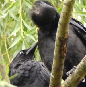 Corvus coronoides at Wingecarribee Local Government Area - 2 Dec 2023 06:30 AM