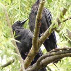 Corvus coronoides at Wingecarribee Local Government Area - 2 Dec 2023 06:30 AM