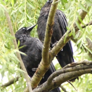 Corvus coronoides at Wingecarribee Local Government Area - 2 Dec 2023