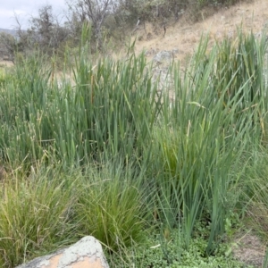 Typha domingensis at Illilanga & Baroona - 21 Mar 2023