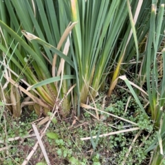 Typha domingensis at Illilanga & Baroona - 21 Mar 2023