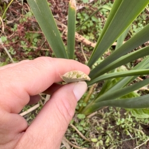 Typha domingensis at Illilanga & Baroona - 21 Mar 2023