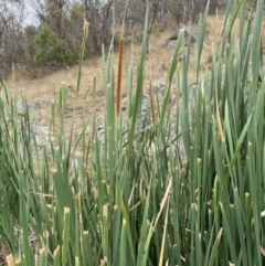 Typha domingensis at Illilanga & Baroona - 21 Mar 2023