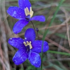 Cheiranthera linearis (Finger Flower) at Nanima, NSW - 26 Nov 2023 by Miko